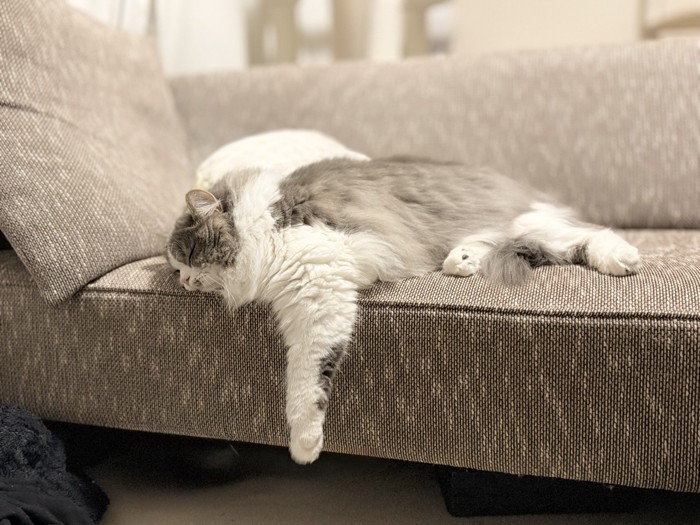 前足をソファーからおろして寝る猫
