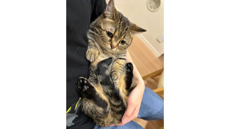 抱かれている猫