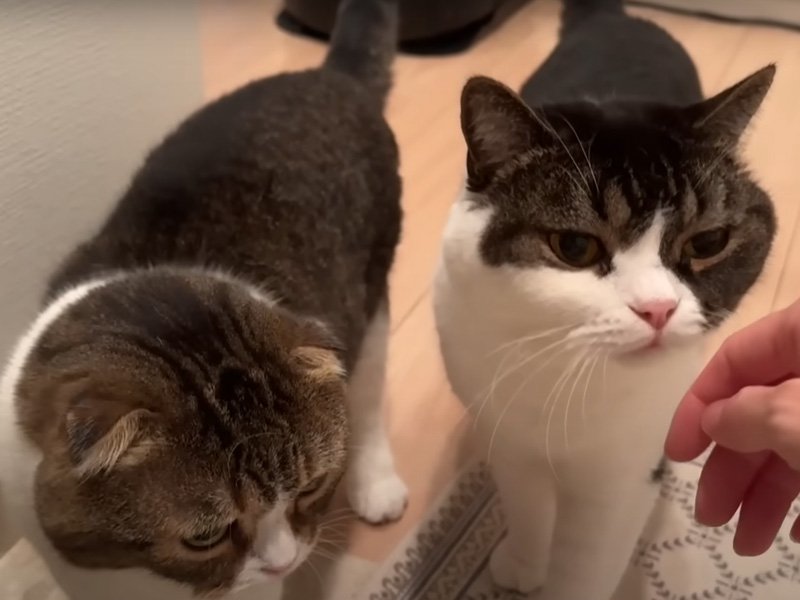 飼い主に集まる2匹の猫