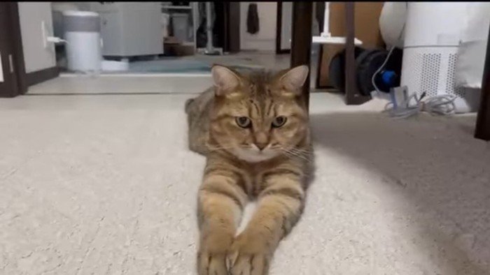 スフィンクス座り