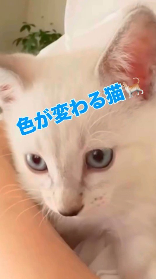 何かを見つめるシャムトラ猫の子猫