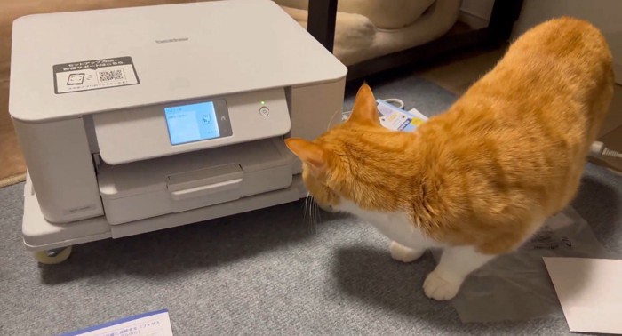 プリンターを見ている猫