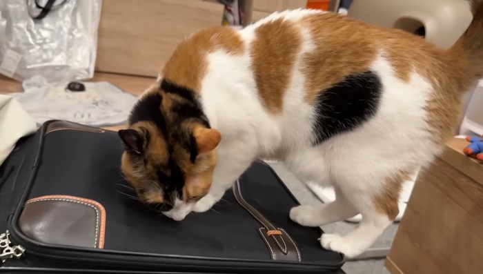 匂いを嗅ぐベルちゃん