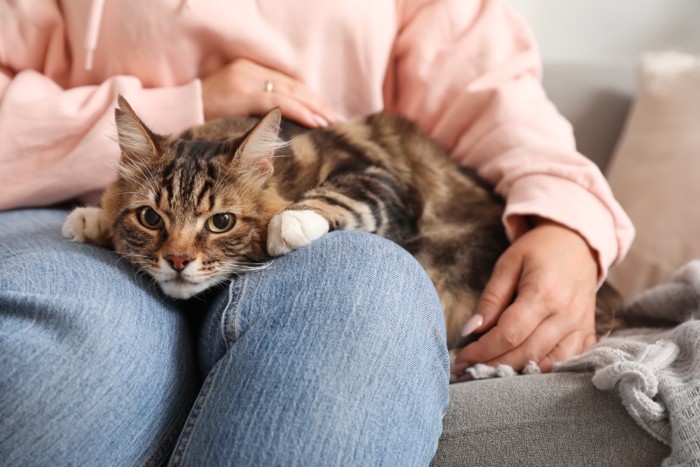 膝にあごを乗せてくつろぐ猫