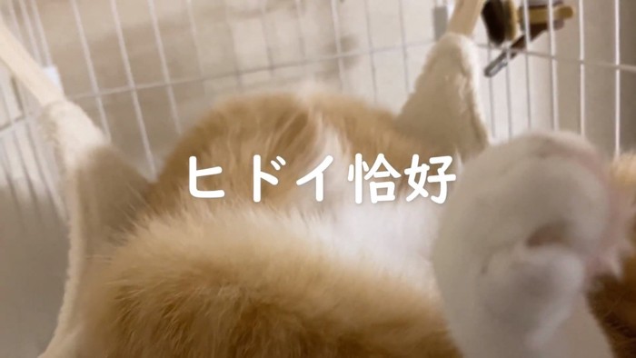 仰向けに見えるウラちゃん