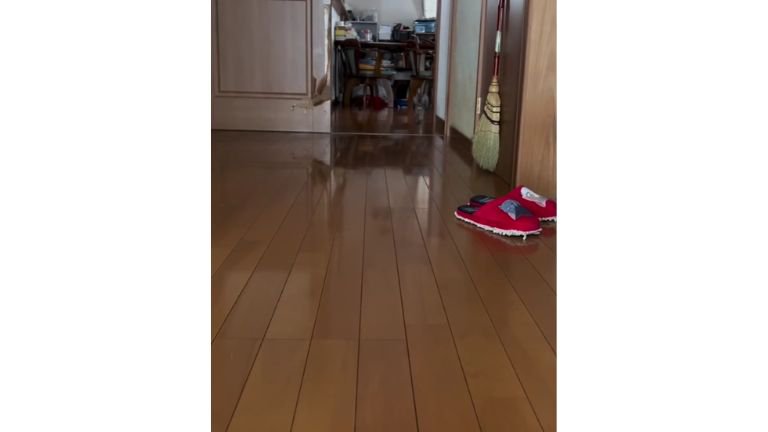 駆け寄る猫
