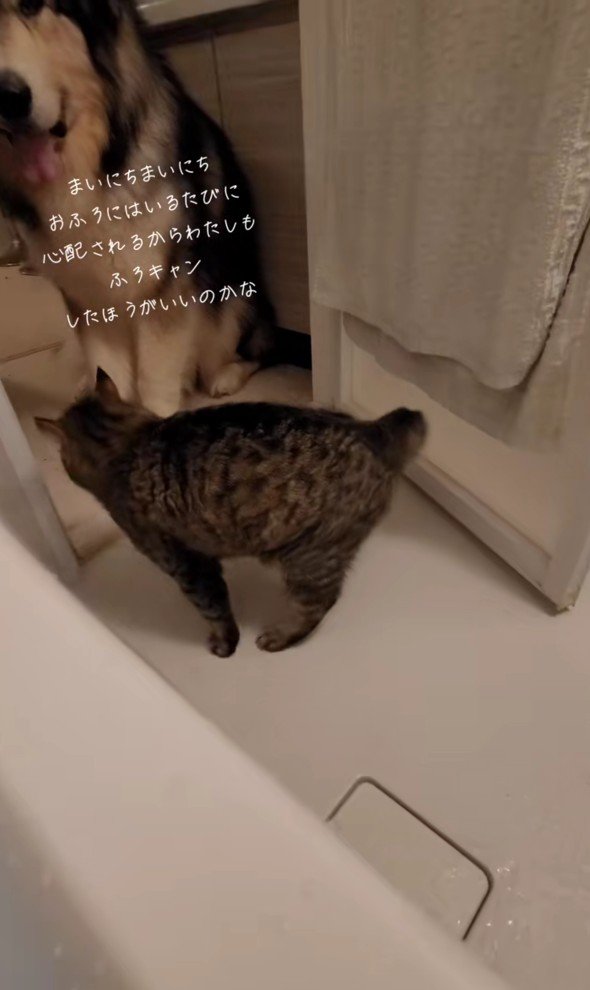 お風呂場から出ていく猫