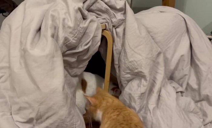 ふとんのトンネルに入っていく猫