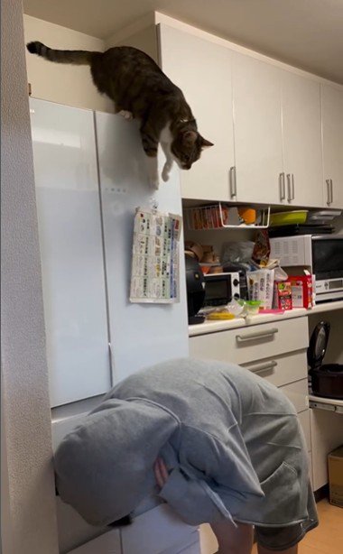 冷蔵庫の上に座っている猫とそれを見ている人