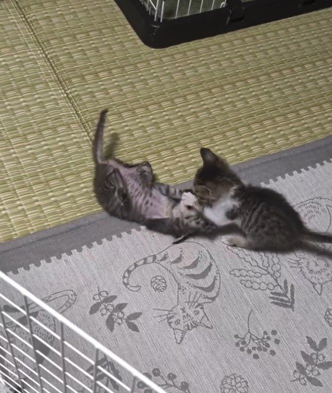 腹を出す猫と攻撃する猫