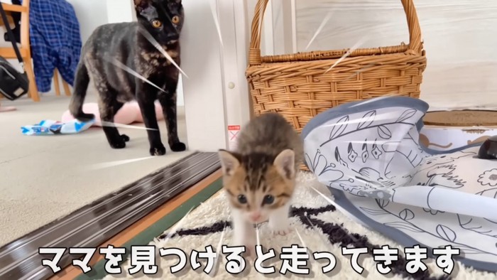 カメラに向かってくる子猫