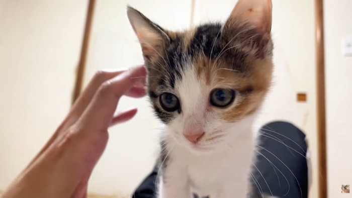 子猫と人の左手