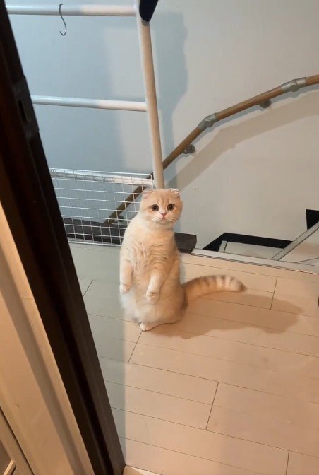 立っている猫