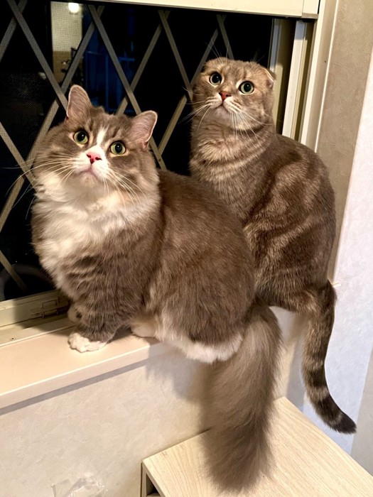 目を見開いてこちらを見る猫2匹