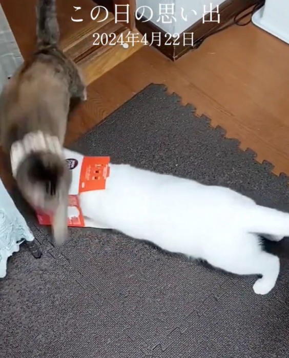 箱に顔を突っ込む猫と逃げる猫