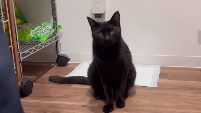 おすわりチロルちゃん