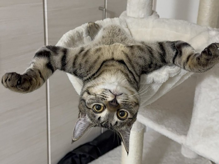 ハンモックの上でひっくり返って万歳する猫