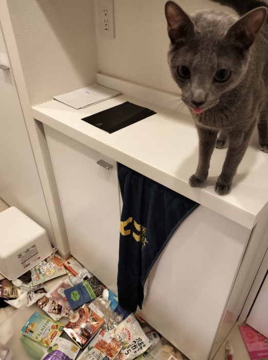 猫の乗っている棚の下に散らばる大量の袋