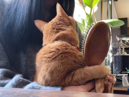 飼い主の膝の上でふりかえる猫