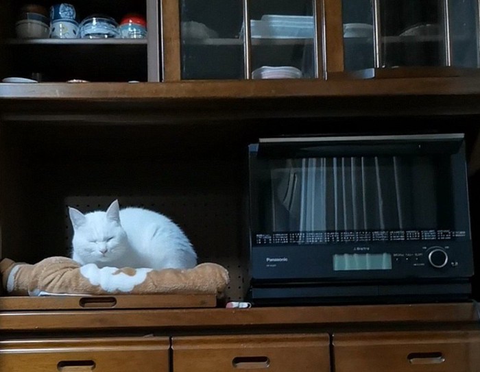 レンジの横で寝る猫