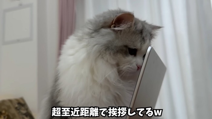 パソコン画面の前にいる猫