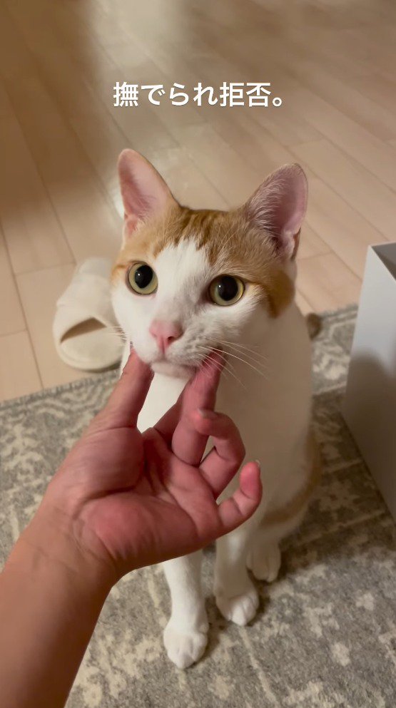 猫の頬を指で撫でる飼い主