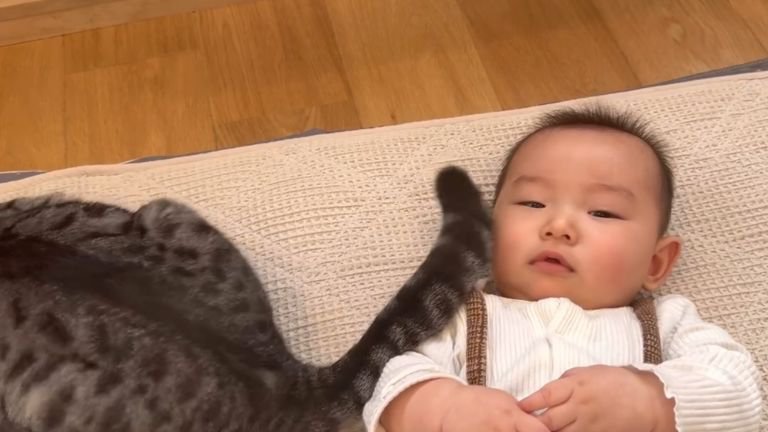 猫と赤ちゃん