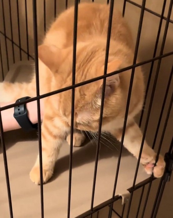 ケージを掴む猫