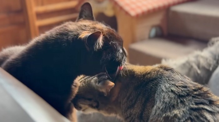 毛づくろいをしあう2匹の猫
