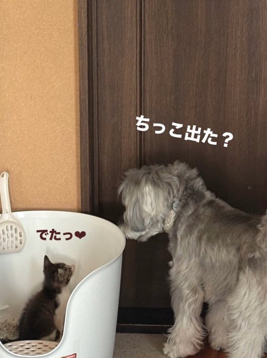 トイレに入っている子猫を見つめる犬