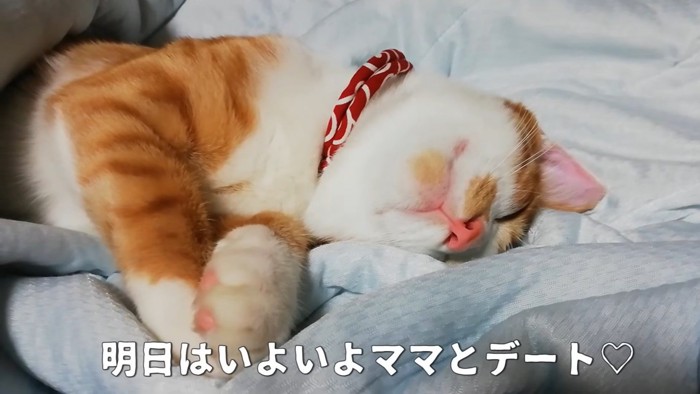 眠る猫