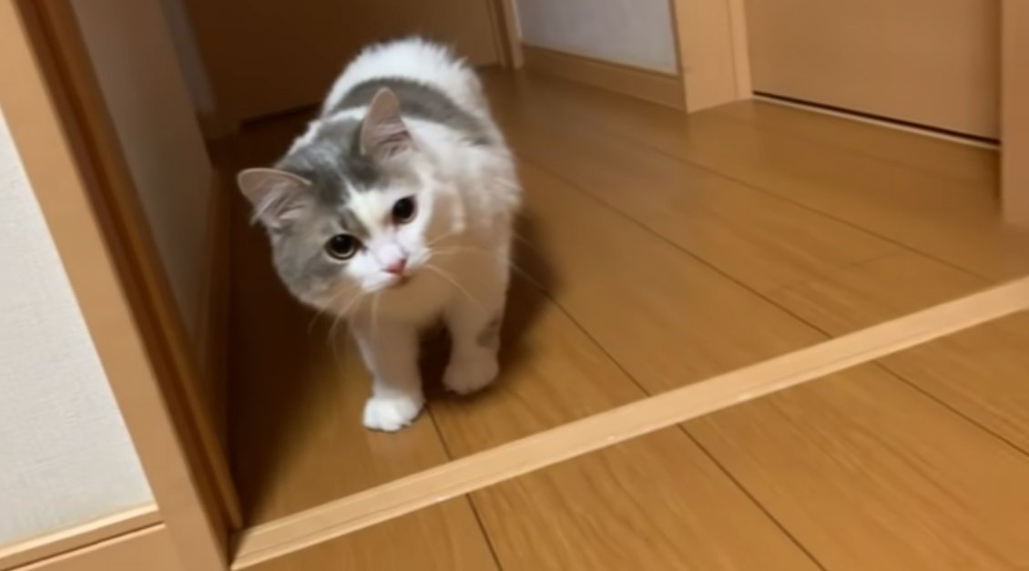 不穏な顔つきのぶち猫