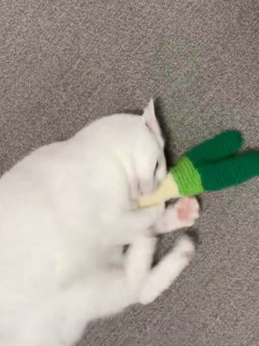 おもちゃをけりけりする白猫（おもちゃを蹴ったところ）