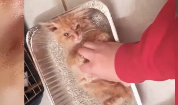 猫砂に寝転ぶチャトラ