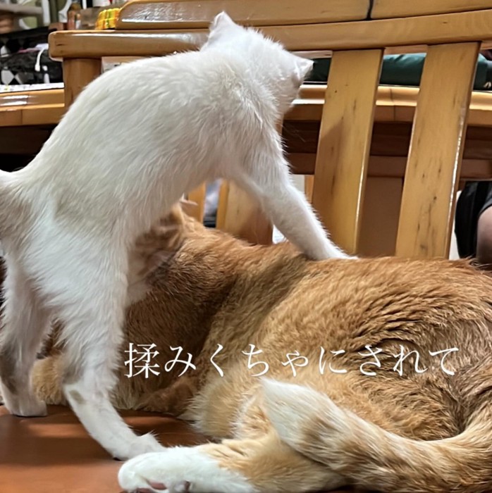 もみくちゃにされる先輩猫