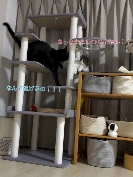 キャットタワーにいる2匹の猫