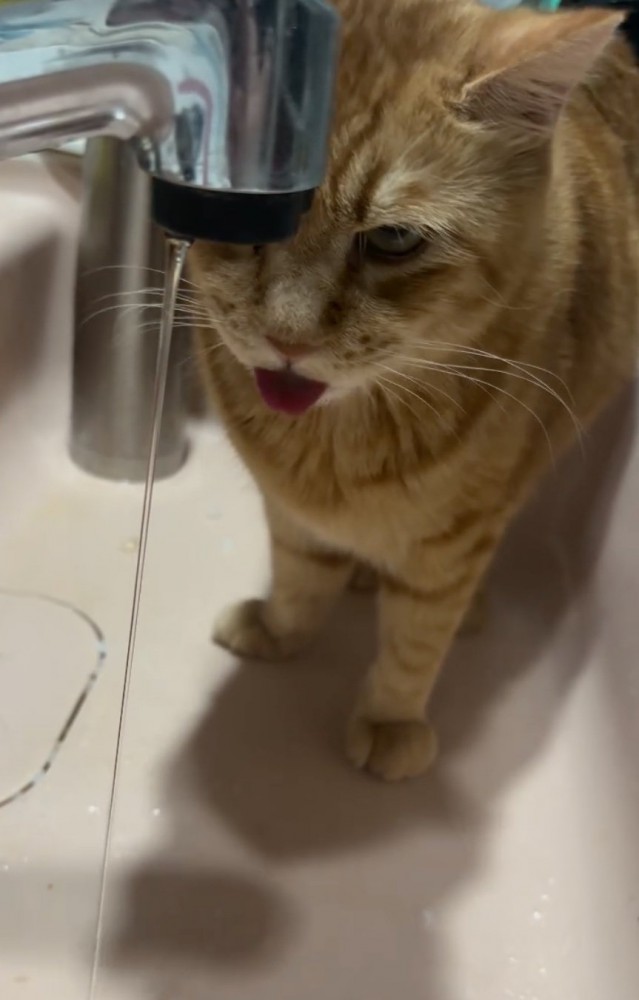 舌を出しながら水を見つめる猫