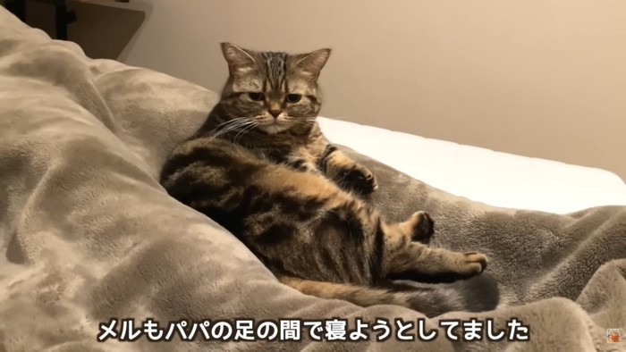 テロップ「メルもパパの～」