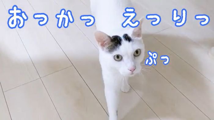 おかえりというチロくん