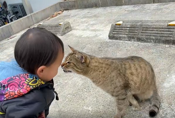 顔の近くで鳴く猫