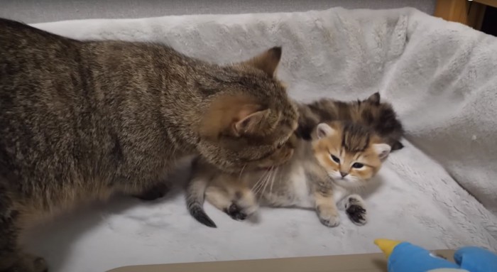 2匹の子猫とお母さん猫