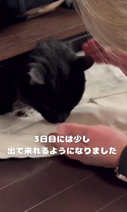 おやつを食べる猫