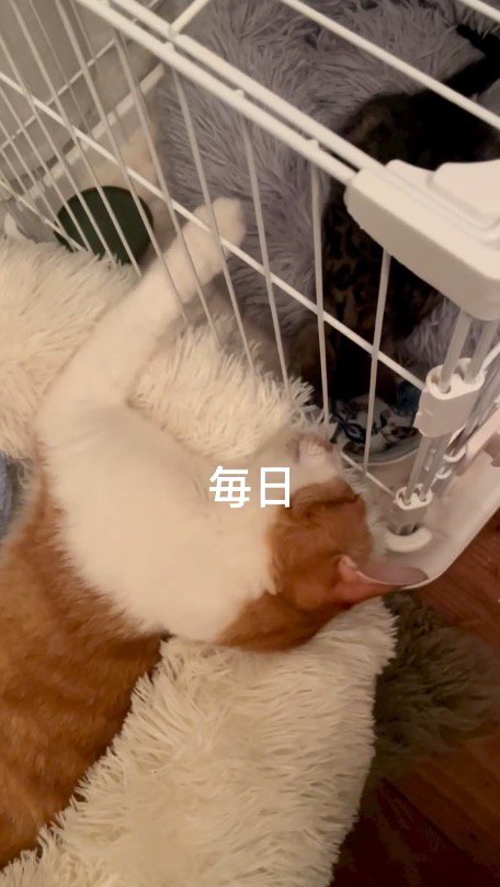 ケージに入った子猫をそばで見守る茶白猫