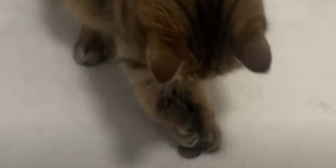 10円玉をつかもうとする猫