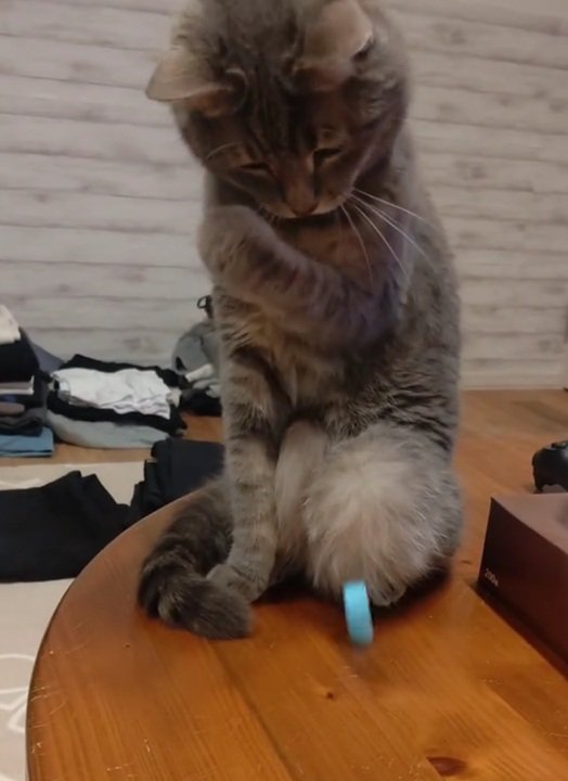 蓋を見続ける猫
