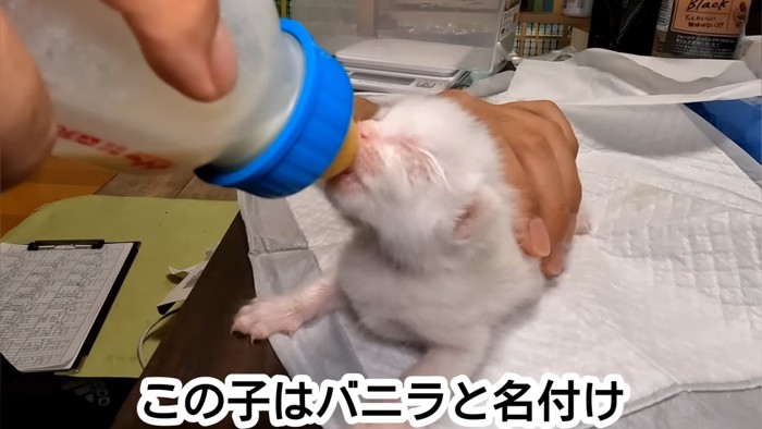 白い子猫