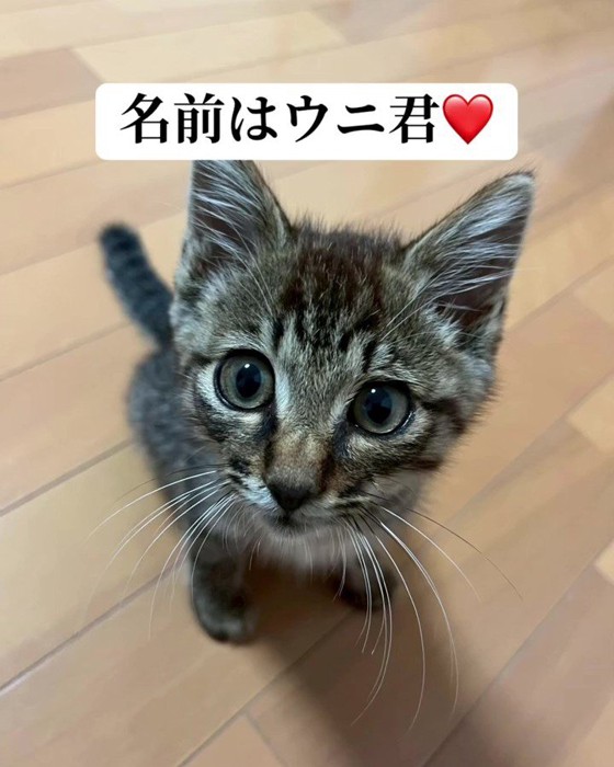 子猫の顔