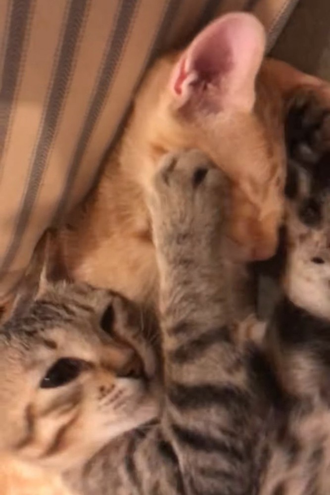 茶トラ猫に前足を伸ばす猫