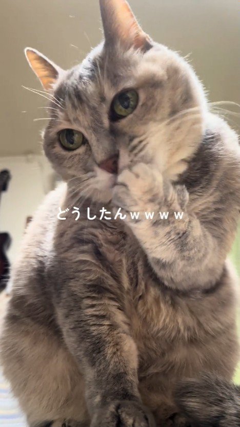 耳を横に向けて前足をなめる猫