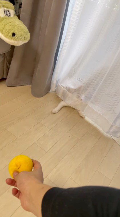 カーテンの裏に隠れる猫
